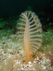 Sea Pen  Browning Pass Vancouver Island  I like how the f... by James Smith 